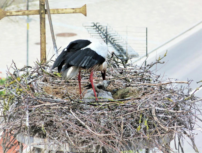 — © Ein Storch bei der Fütterung seines Nachwuchses